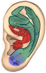 Die Reflexzonen im Ohr